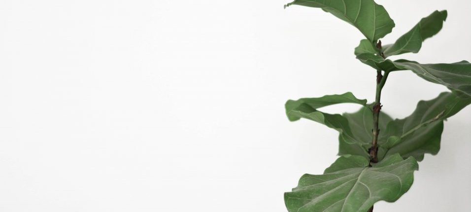 Die Stabstelle als Feigenblatt